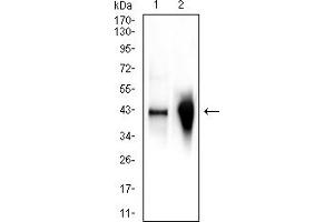 Western blot analysis using GLUL mouse mAb against Jurkat (1), and mouse liver (2) cell lysate.