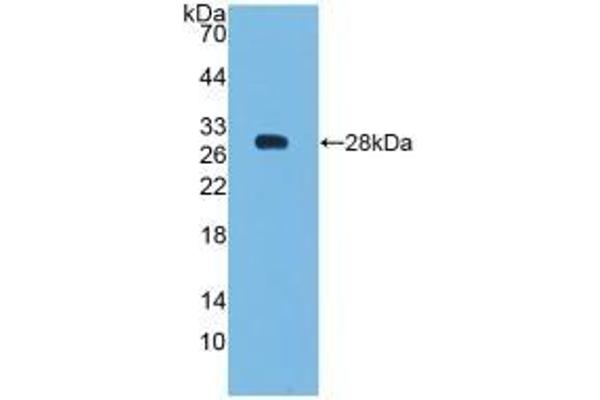 Bcl-2 antibody  (AA 2-211)