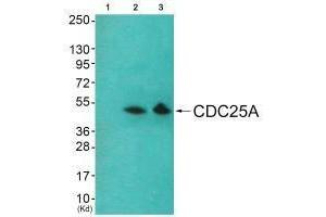 Western blot analysis of extracts from HeLa cells and 293 cells using Akt (Ab-326) antibody. (AKT1 antibody  (Tyr326))