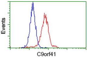 Flow cytometric Analysis of Hela cells, using anti-C9orf41 antibody (ABIN2452871), (Red), compared to a nonspecific negative control antibody (TA50011), (Blue). (C9orf41 antibody)