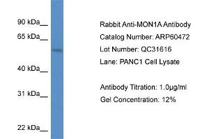 Western Blotting (WB) image for anti-MON1 Homolog A (MON1A) (C-Term) antibody (ABIN2788456) (MON1A antibody  (C-Term))