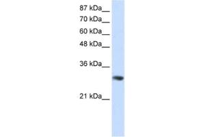 Western Blotting (WB) image for anti-Guanine Nucleotide Binding Protein (G Protein), beta Polypeptide 2-Like 1 (GNB2L1) antibody (ABIN2462197) (GNB2L1 antibody)
