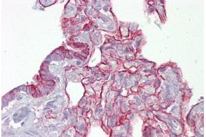 Anti-PTPN11 antibody IHC staining of human lung. (PTPN11 antibody  (AA 143-192))
