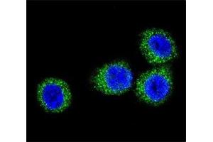 Confocal immunofluorescent analysis of FGFR2 antibody with HeLa cells followed by Alexa Fluor 488-conjugated goat anti-rabbit lgG (green). (FGFR2 antibody  (AA 794-821))