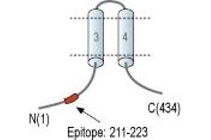 Representative domain view of the target of ABIN7885147.