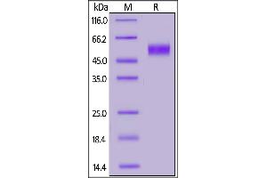 Biotinylated Human CD64, His,Avitag on  under reducing (R) condition. (FCGR1A Protein (AA 16-288) (His tag,AVI tag,Biotin))