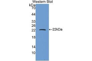 Western Blotting (WB) image for anti-Ferritin, Heavy Polypeptide 1 (FTH1) (AA 1-171) antibody (ABIN1078026)
