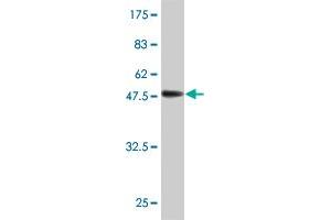 Western Blot detection against Immunogen (55. (C12ORF24 antibody  (AA 1-273))