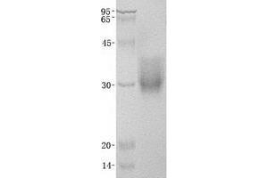 Western Blotting (WB) image for Basigin (Ok Blood Group) (BSG) (Transcript Variant 2) protein (His tag) (ABIN2713432)