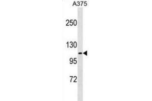 Western Blotting (WB) image for anti-FERM, RhoGEF (ARHGEF) and Pleckstrin Domain Protein 1 (Chondrocyte-Derived) (FARP1) antibody (ABIN2999867) (FARP1 antibody)