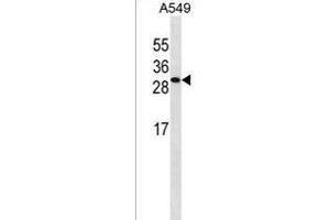 ISOC2 antibody  (C-Term)