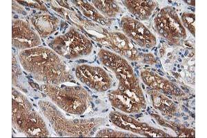 Immunohistochemical staining of paraffin-embedded Human Kidney tissue using anti-HARS2 mouse monoclonal antibody. (HARS2 antibody)