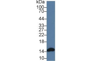 Detection of H-FABP in Mouse Heart lysate using Polyclonal Antibody to Heart-type Fatty Acid Binding Protein (H-FABP)