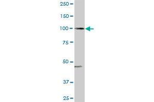 ARHGAP4 MaxPab rabbit polyclonal antibody. (ARHGAP4 antibody  (AA 1-986))