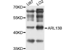 Western blot analysis of extracts of LO2 and U87 cells, using ARL13B antibody. (ARL13B antibody)