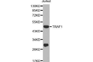 Western blot analysis of extracts of Jurkat cell line, using TRAF1 antibody. (TRAF1 antibody  (AA 217-416))