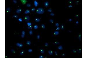 Immunofluorescence (IF) image for anti-phosphoglycerate Mutase 2 (Muscle) (PGAM2) antibody (ABIN1500172)