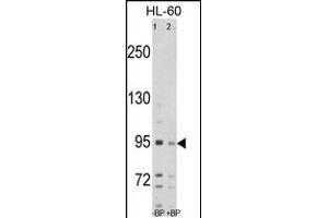 Western blot analysis of SEA Antibody (C-term) Pab (ABIN389214 and ABIN2839370) pre-incubated without(lane 1) and with(lane 2) blocking peptide in HL-60 cell line lysate. (SEMA6A antibody  (C-Term))