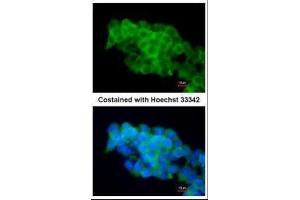 ICC/IF Image Immunofluorescence analysis of paraformaldehyde-fixed mouse ESC D3, using CD36, antibody at 1:200 dilution. (CD36 antibody  (C-Term))