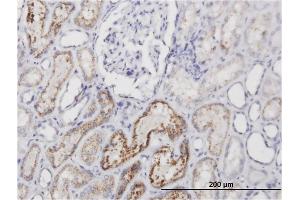 Immunoperoxidase of monoclonal antibody to AMBP on formalin-fixed paraffin-embedded human kidney.