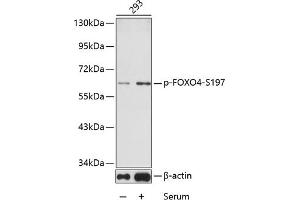 Western blot analysis of extracts from 293 cells using phospho-FOXO4-S197 antibody (ABIN3019724, ABIN3019725, ABIN3019726 and ABIN1681609). (FOXO4 antibody  (pSer197))