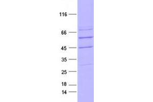 Validation with Western Blot (NTRK3 Protein (DYKDDDDK Tag))