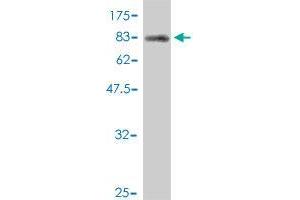 Western Blot detection against Immunogen (94. (NXF2 antibody  (AA 1-626))