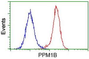 Image no. 3 for anti-Protein Phosphatase, Mg2+/Mn2+ Dependent, 1B (PPM1B) antibody (ABIN1500376) (PPM1B antibody)
