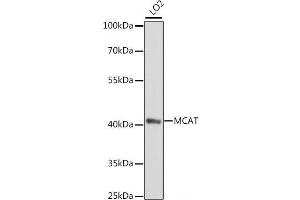 Western blot analysis of extracts of LO2 cells using MCAT Polyclonal Antibody at dilution of 1:1000. (MCAT antibody)
