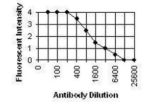 ELISA image for anti-Cytomegalovirus p65 (CMV p65) antibody (ABIN265537) (CMV p65 antibody)