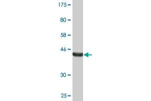Western Blot detection against Immunogen (38. (STK3 antibody  (AA 311-431))
