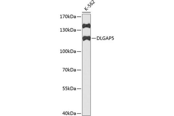 DLGAP5 antibody  (AA 547-846)
