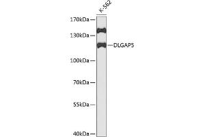 Western blot analysis of extracts of K562 cells, using DLG antibody (ABIN3023189, ABIN3023190, ABIN3023191 and ABIN6219430) at 1:1000 dilution. (DLGAP5 antibody  (AA 547-846))