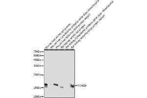 Western blot analysis of extracts of various cell lines, using TOM20 antibody (ABIN7268554) at 1:5000 dilution. (TOMM20 antibody  (AA 20-145))