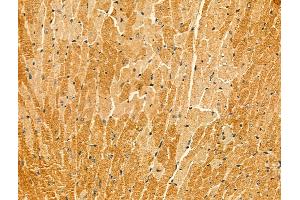 anti-KIAA1033 (KIAA1033) (C-Term) antibody