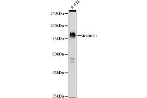 Western blot analysis of extracts of A-431 cells, using Granulin antibody (ABIN6131042, ABIN6141429, ABIN6141431 and ABIN6216066) at 1:1000 dilution. (Granulin antibody  (AA 281-336))