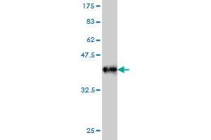 Western Blotting (WB) image for anti-Fas (TNFRSF6) Associated Factor 1 (FAF1) (AA 551-650) antibody (ABIN564826)
