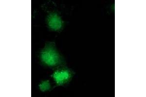 Anti-GBP5 mouse monoclonal antibody (ABIN2454090) immunofluorescent staining of COS7 cells transiently transfected by pCMV6-ENTRY GBP5 (RC206627).