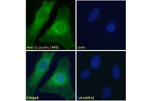 ABIN185475 Immunofluorescence analysis of paraformaldehyde fixed HeLa cells, permeabilized with 0. (Clusterin antibody  (C-Term))