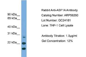 WB Suggested Anti-ASF1A  Antibody Titration: 0. (ASF1A antibody  (N-Term))