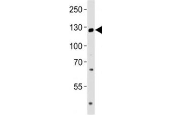TRPM8 antibody  (AA 263-292)