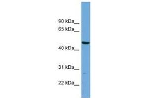 Image no. 1 for anti-PNMA-Like 1 (PNMAL1) (AA 359-408) antibody (ABIN6745138) (PNMA-Like 1 antibody  (AA 359-408))