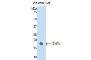 Western Blotting (WB) image for anti-Plexin B1 (PLXNB1) (AA 47-126) antibody (ABIN1860269) (PLXNB1 antibody  (AA 47-126))