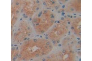 Figure. (REXO2 antibody  (AA 41-213))