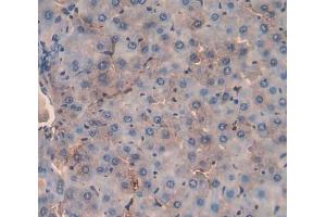 IHC-P analysis of liver tissue, with DAB staining. (MST1 antibody  (AA 489-716))
