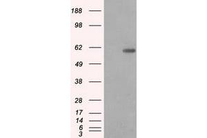 Image no. 2 for anti-Protein Phosphatase 5, Catalytic Subunit (PPP5C) antibody (ABIN1500393) (PP5 antibody)