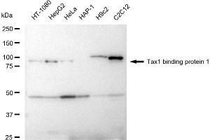 Western blotting analysis using Tax1 binding protein 1 antibody (ABIN7800519).