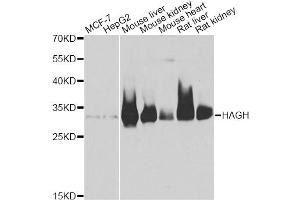 Western blot analysis of extracts of various cell lines, using HAGH antibody. (HAGH antibody)