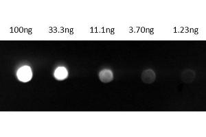 Dot Blot results of Goat Anti-Guinea Pig IgG Antibody Fluorescein Conjugate. (Goat anti-Guinea Pig IgG (Heavy & Light Chain) Antibody (FITC) - Preadsorbed)
