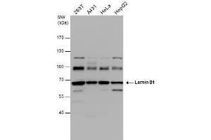 WB Image Lamin B1 antibody detects Lamin B1 protein by western blot analysis. (Lamin B1 antibody)